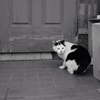 たまには猫
