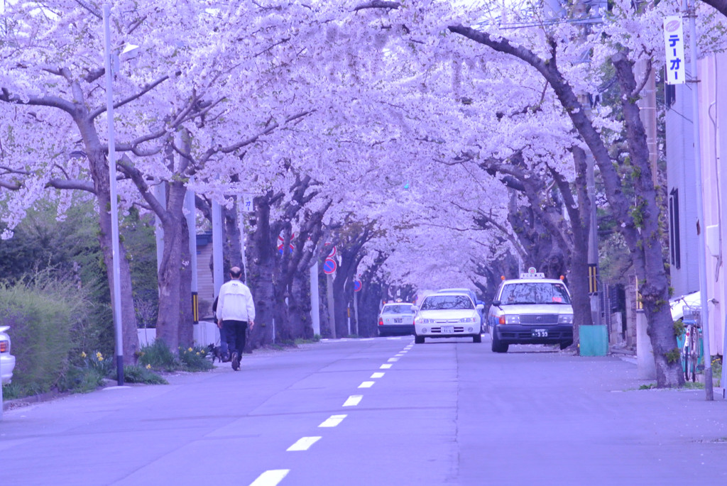 函館市 桜街道