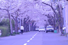 函館市 桜街道