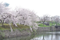 桜 函館五稜郭公園 2012年5月8日
