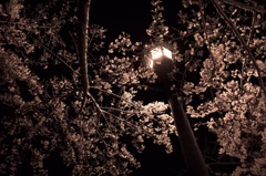 あの日の夜桜