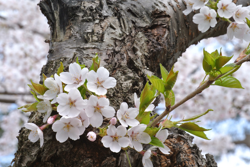 桜 函館五稜郭公園 2012年5月8日