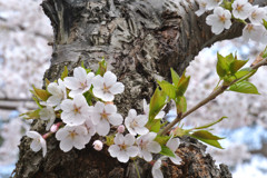 桜 函館五稜郭公園 2012年5月8日