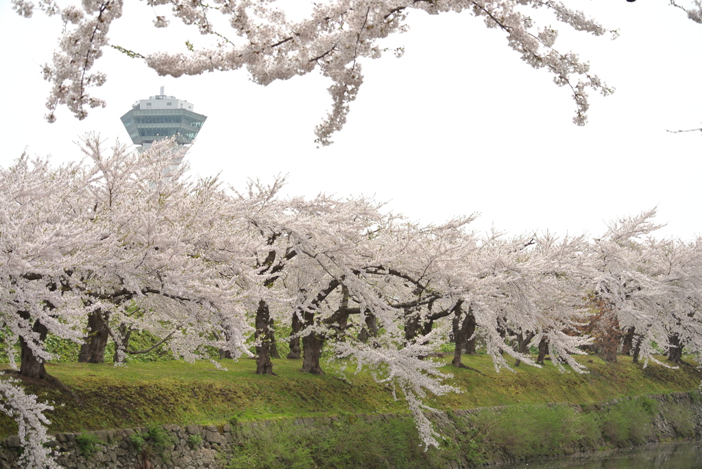 桜 函館五稜郭公園 2012年5月8日