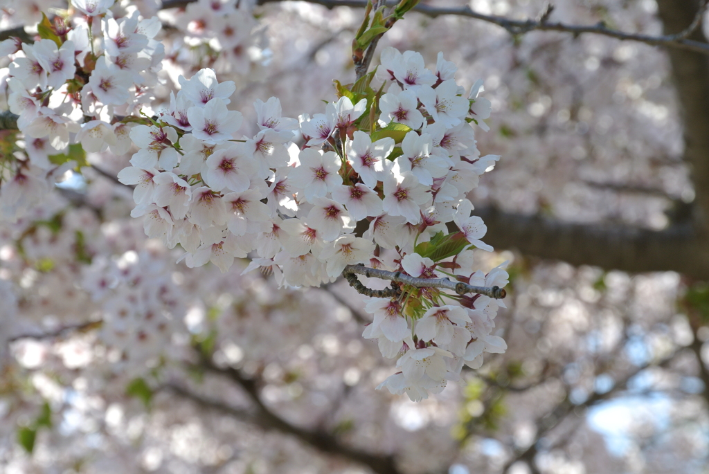 桜 函館公園 2012年5月