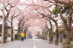 桜のトンネルを抜けて