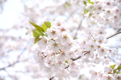 桜 函館五稜郭公園 2012年5月8日