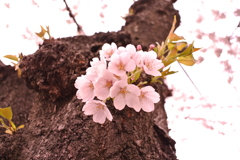 函館市 桜街道
