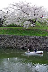 桜 函館五稜郭公園 2012年5月8日