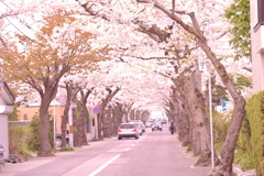 函館市 桜街道