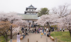 桜と城
