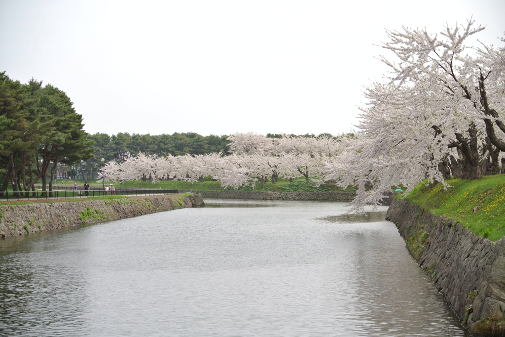 桜 函館五稜郭公園 2012年5月8日