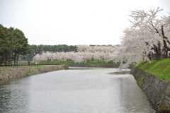 桜 函館五稜郭公園 2012年5月8日