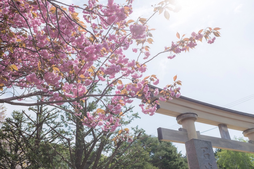 函館の八重の桜