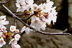 桜 函館五稜郭公園 2012年5月8日