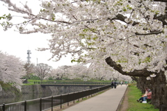 桜 函館五稜郭公園 2012年5月8日