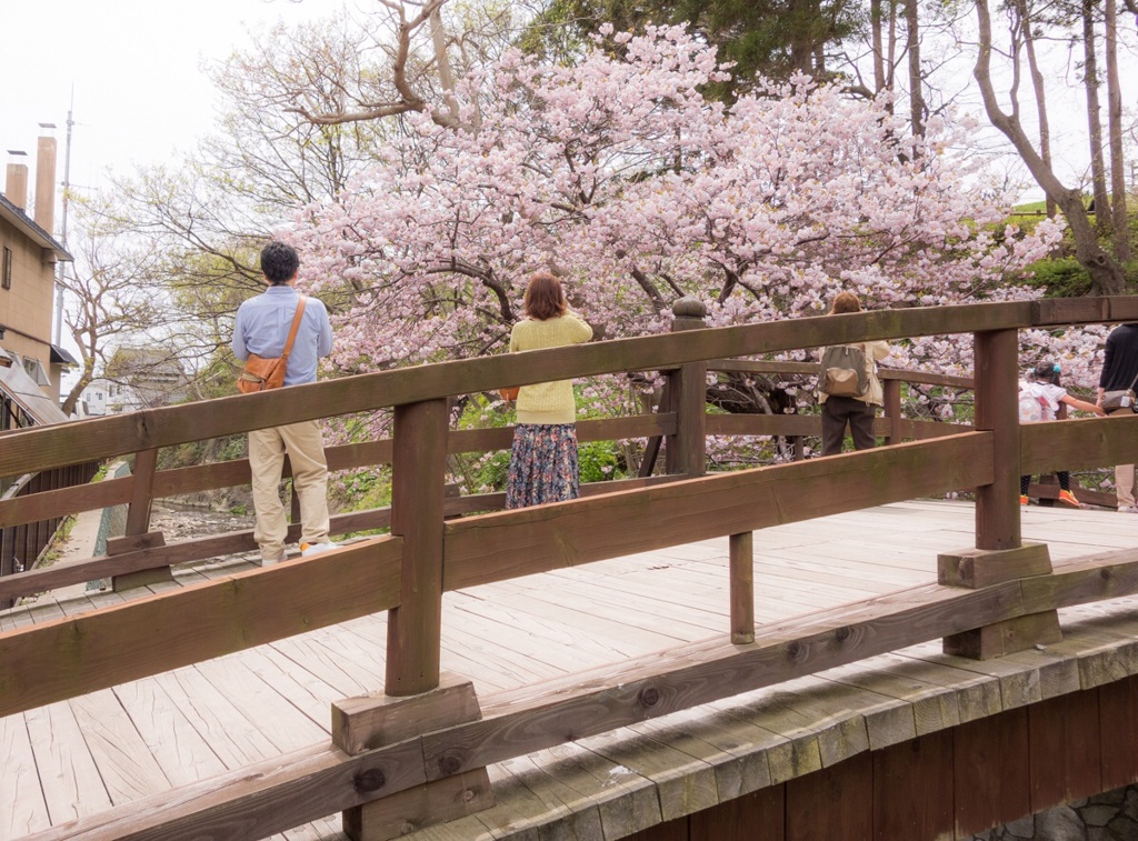 桜が咲いた喜び