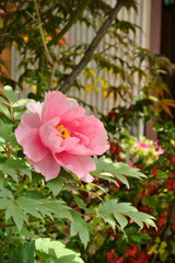 ぼたんの花