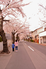 函館市 桜街道