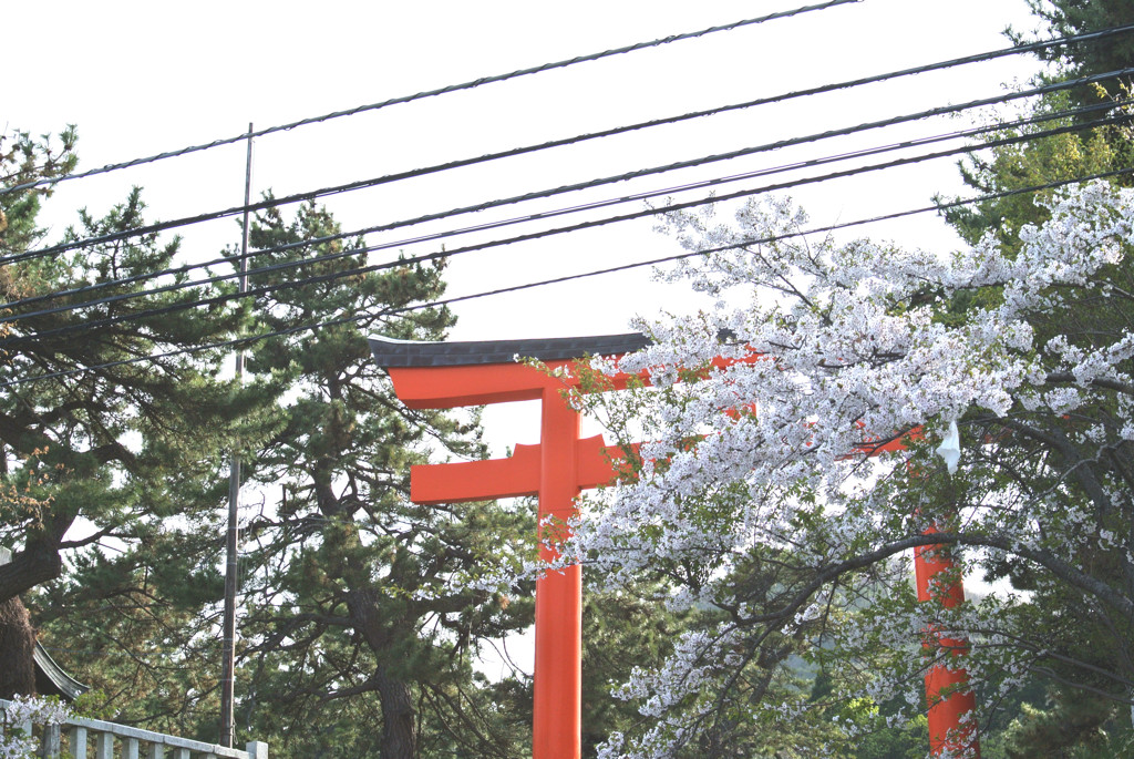 桜と鳥居