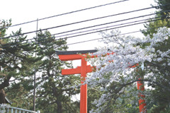 桜と鳥居
