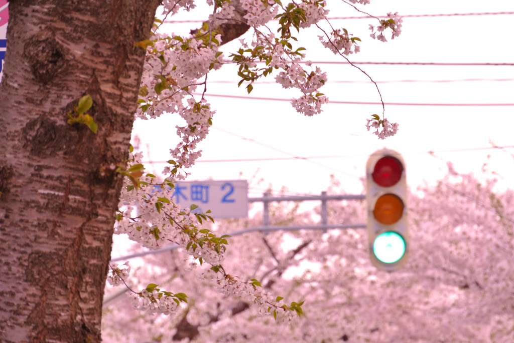 函館市 桜街道