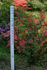 つつじ 函館八幡宮
