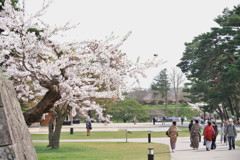 桜と和服