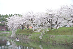 桜 函館五稜郭公園 2012年5月8日