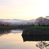 サクラノオモイデ 2013 (10)