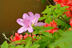 さつきの花