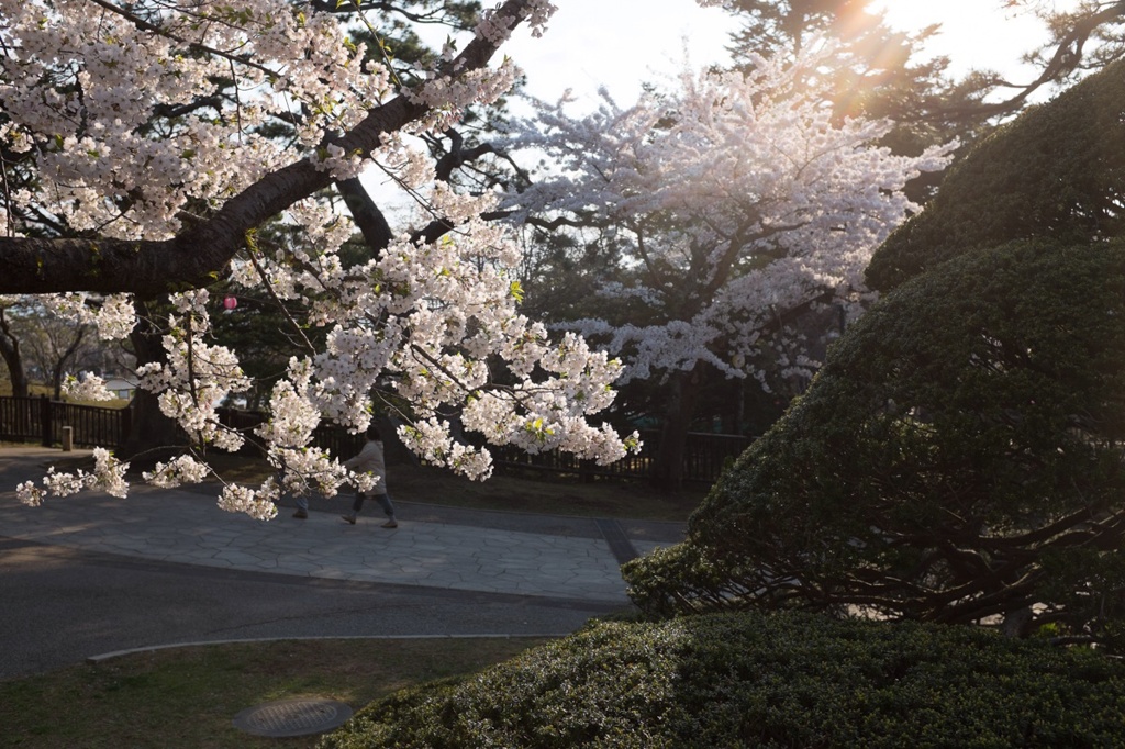 もう少しだけ投稿させて、桜を…