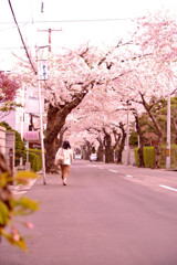 函館市 桜街道