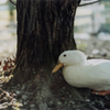 Aflac