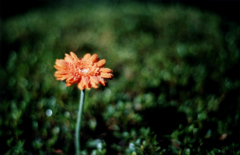 Gerbera