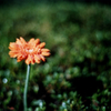 Gerbera