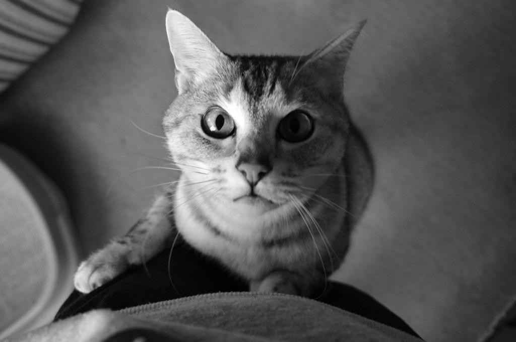 猫