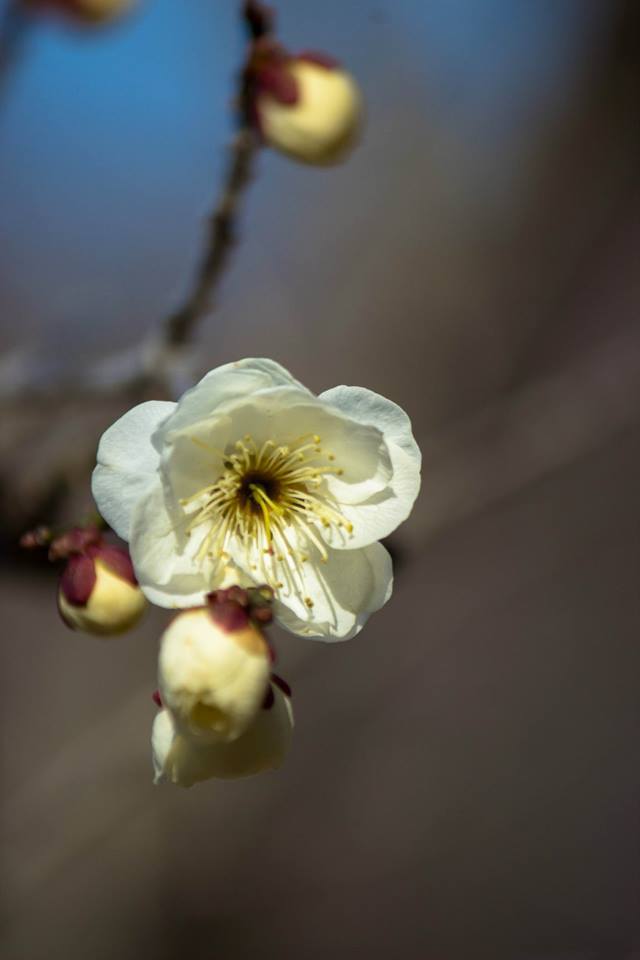梅