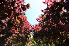 紫蘇の森