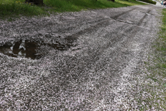 桜道