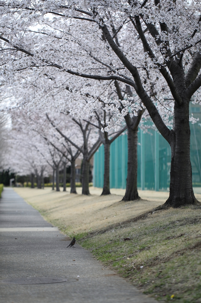 桜見