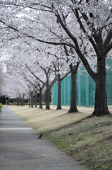 桜見