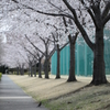 桜見