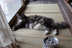 実家のボス猫