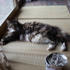 実家のボス猫