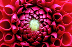 庭花-2