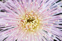 花火