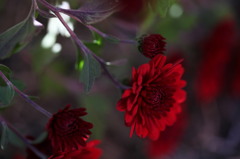 深紅