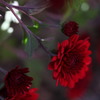 深紅