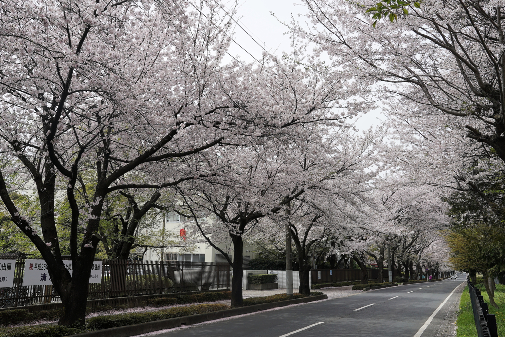 近所の桜並木